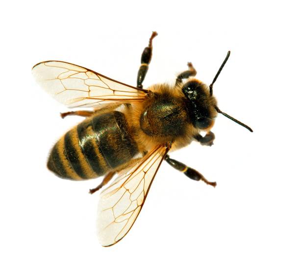 abeille