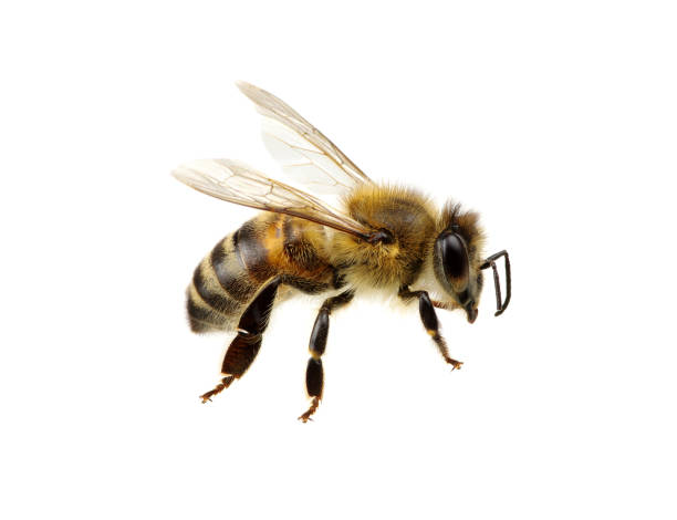 abeille2
