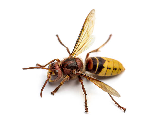 frelon européen