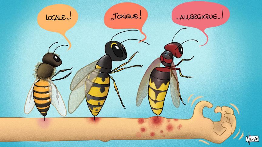 piqûre de guêpes ou de frelons